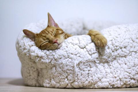 Sleeping_Cat_Pexels.com_Image_large